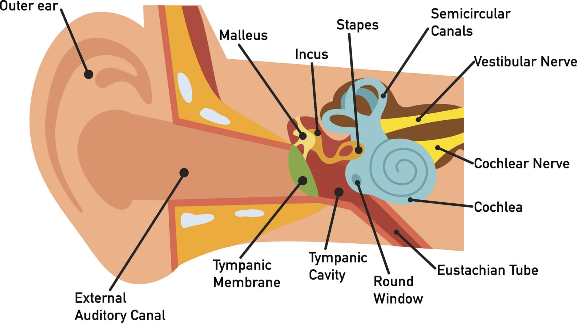 How You Hear - Northland Audiology diagram ear right 